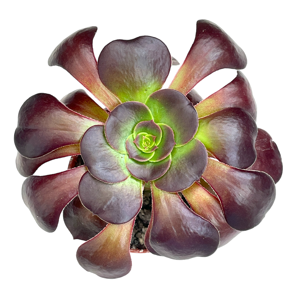Aeonium 'Fire Glow'