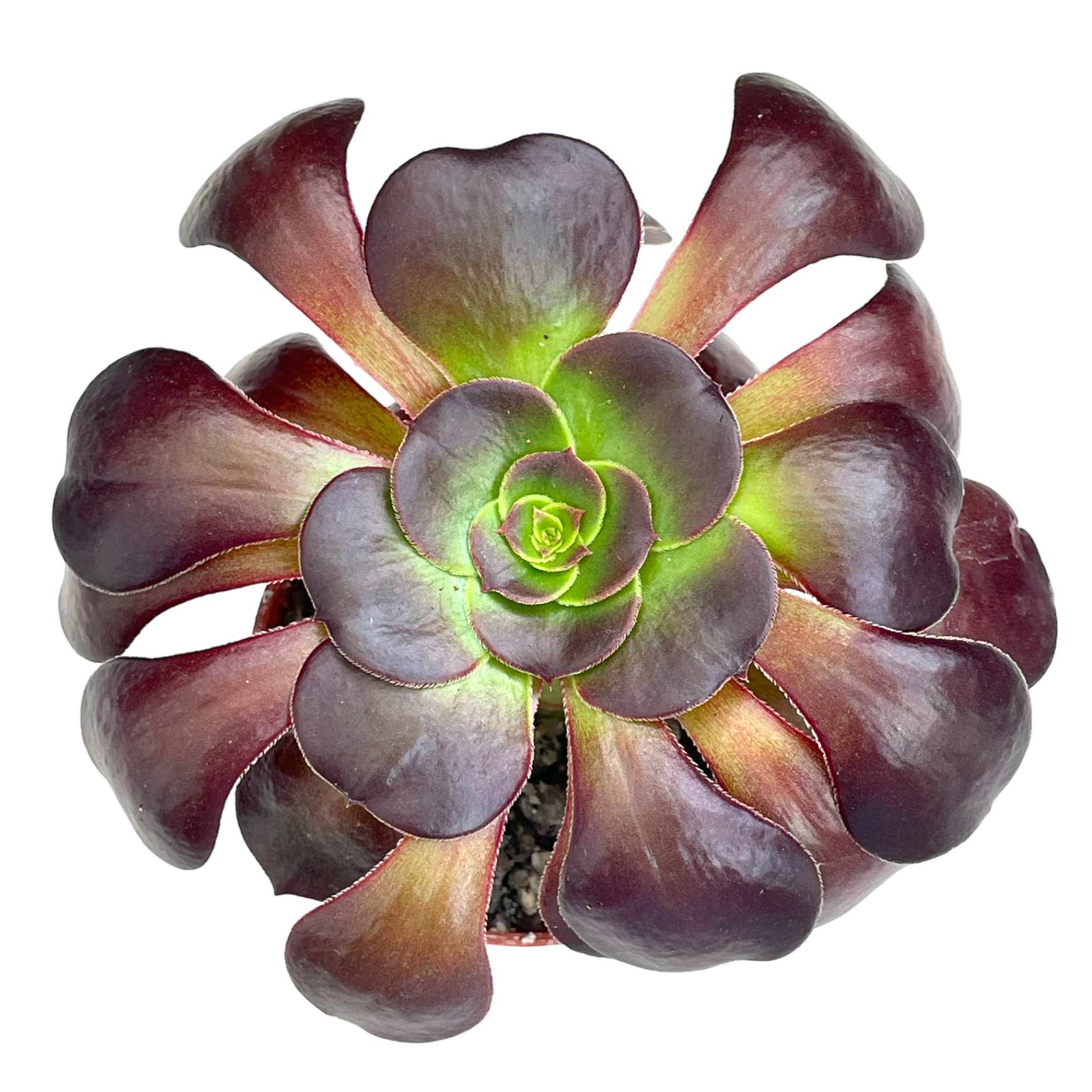 Aeonium 'Fire Glow'
