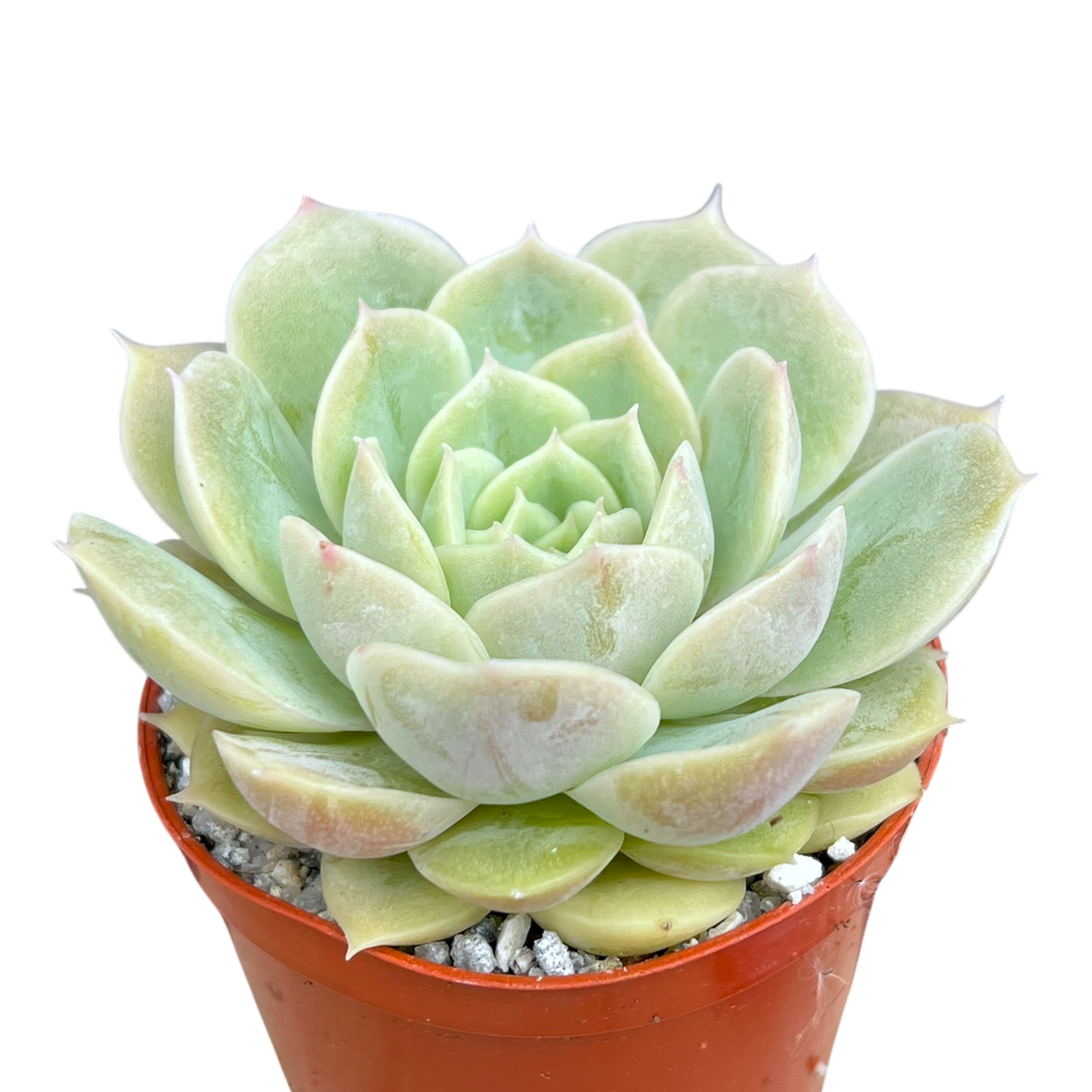 onslow succulent Echeveria 'Onslow' – Surreal Succulents