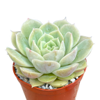 Echeveria 'Onslow'