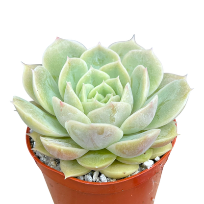 Echeveria 'Onslow'