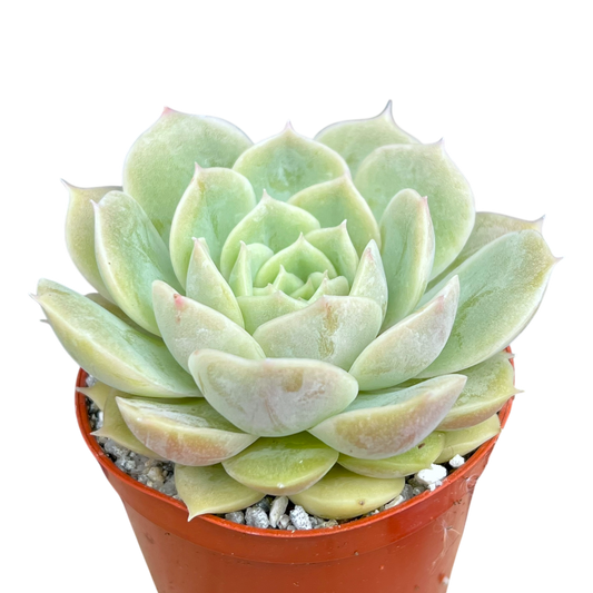Echeveria 'Onslow'