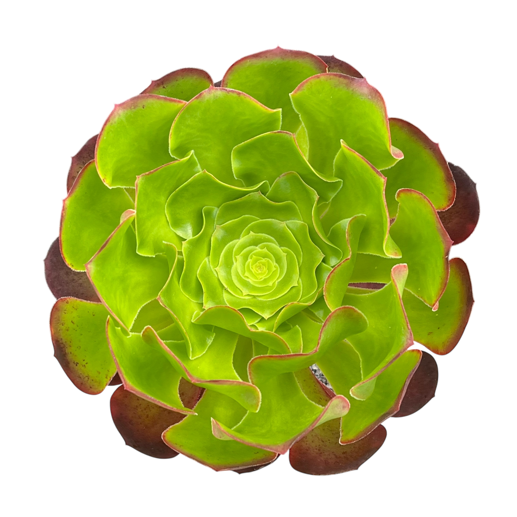 Aeonium 'Pomegranate'