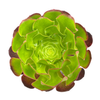 Aeonium 'Pomegranate'