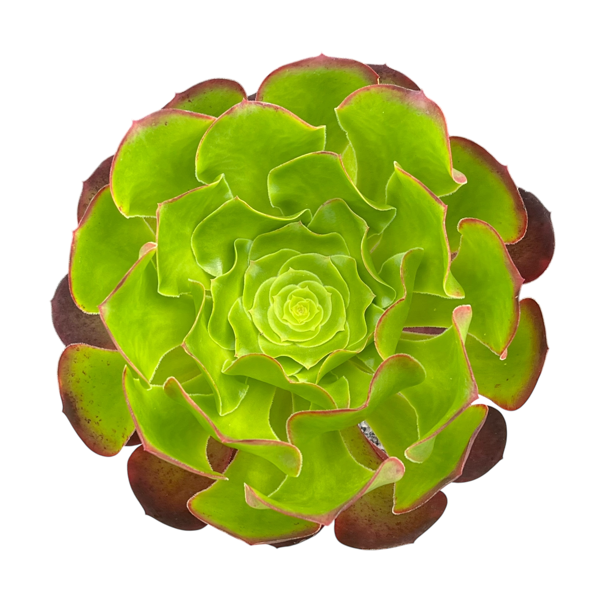 Aeonium 'Pomegranate'