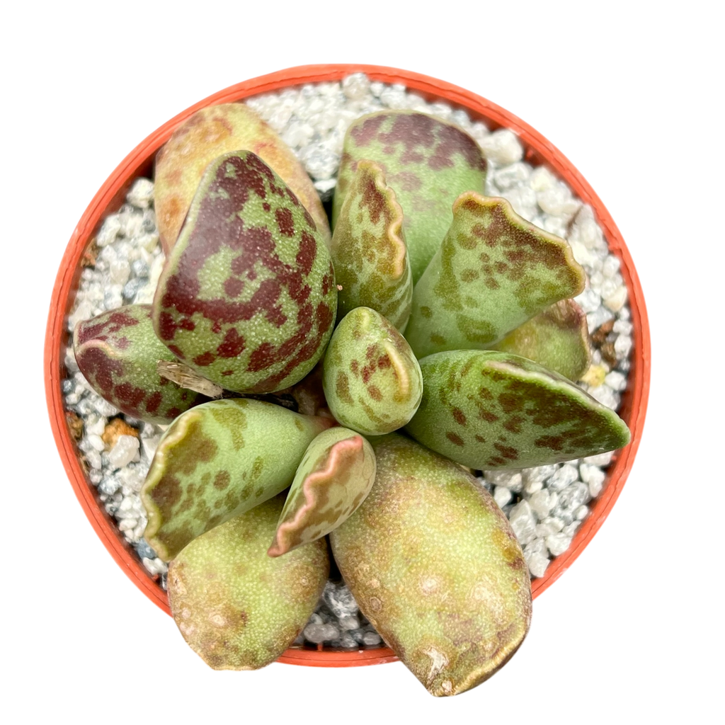 Adromischus cooperi | Plante aux œufs de pluvier