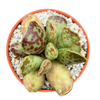 Adromischus cooperi | Plante aux œufs de pluvier