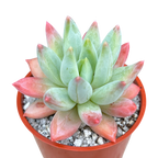 x Pachyveria 'Tuatara'