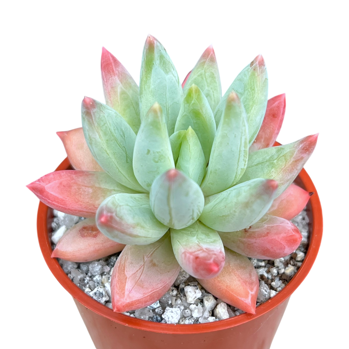 x Pachyveria 'Tuatara'
