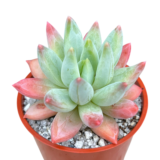 x Pachyveria 'Tuatara'