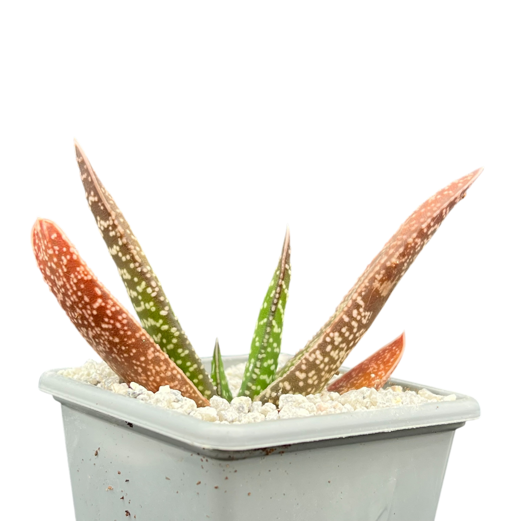 Gasteria carinata
