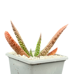 Gasteria carinata