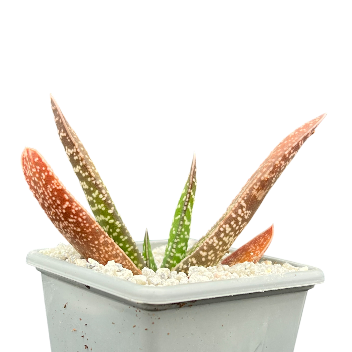 Gasteria carinata
