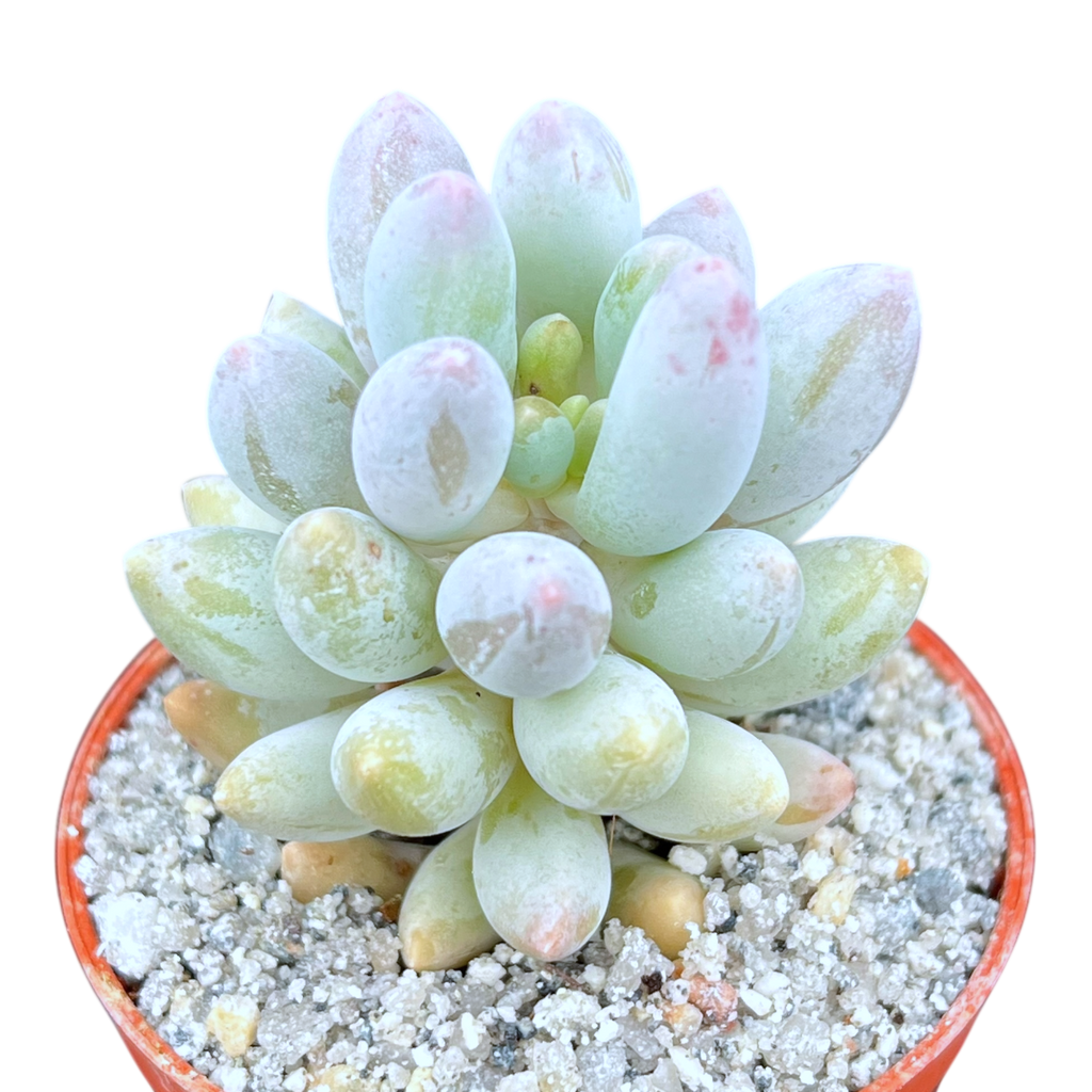 Pachyphytum 'Baby Fingers'