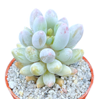 Pachyphytum 'Baby Fingers'