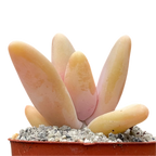 Pachyphytum fittkauii
