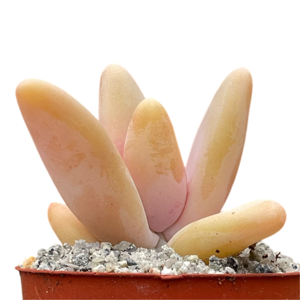 Pachyphytum fittkauii