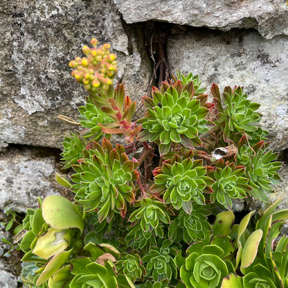 Aeonium x barbatum
