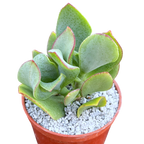 Crassula arborescens | Ripple Jade