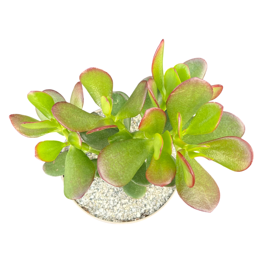 Crassula ovata | Jade Plant