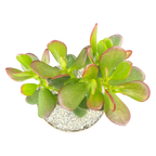Crassula ovata | Jade Plant