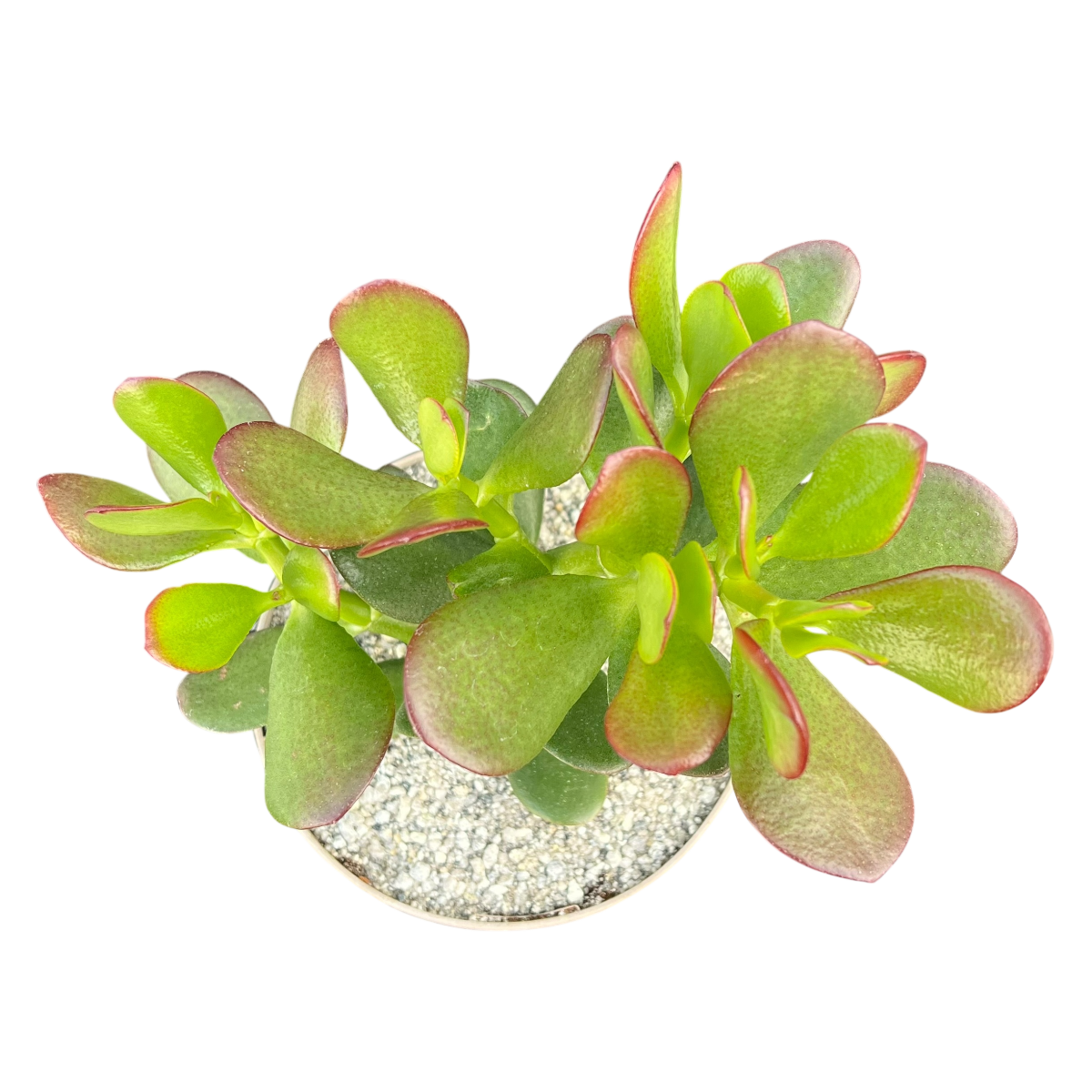 Crassula ovata | Jade Plant