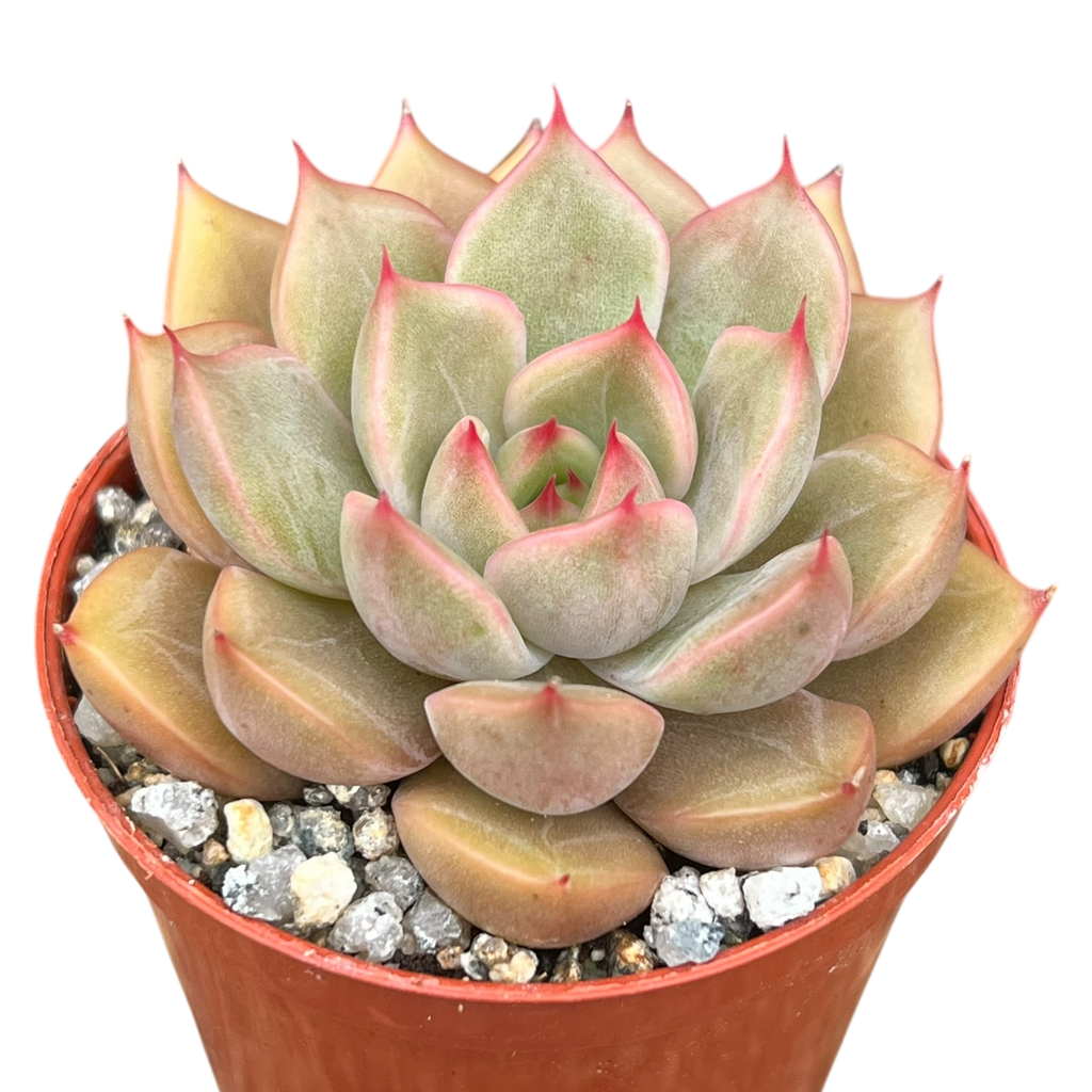Echeveria 'Gold'