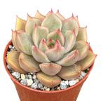 Echeveria 'Gold'