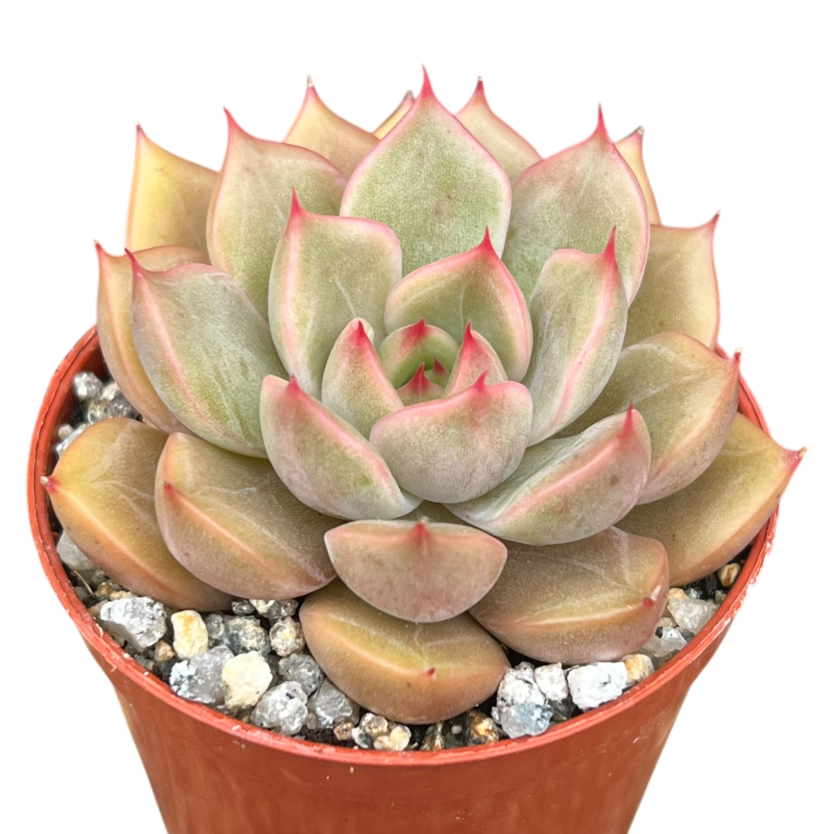 Echeveria 'Gold'