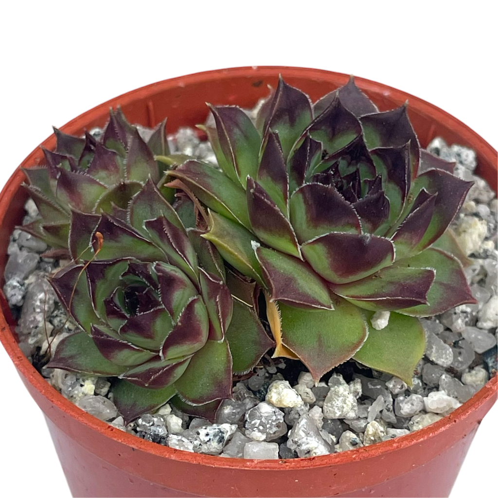 Sempervivum 'Brown Owl'