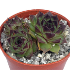 Sempervivum 'Brown Owl'