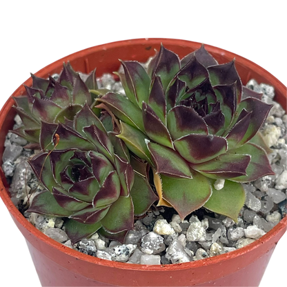 Sempervivum 'Brown Owl'