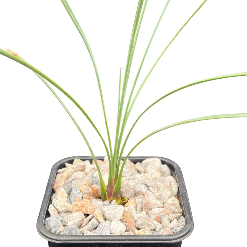 Dasylirion longissimum | Mexican Grass Tree