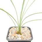 Dasylirion longissimum | Mexican Grass Tree