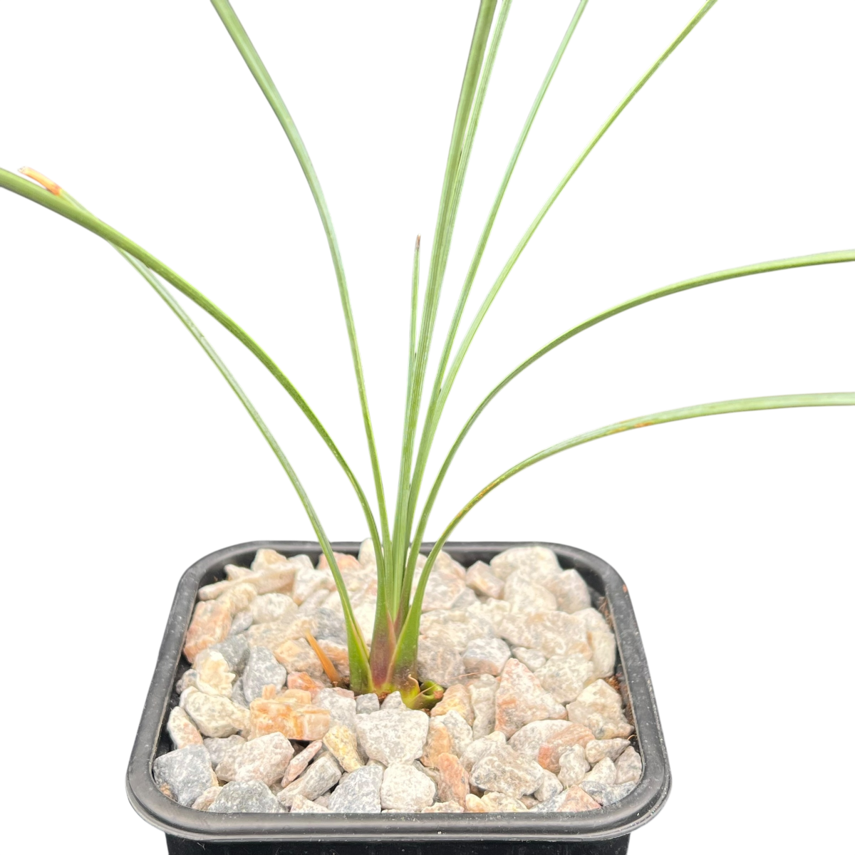 Dasylirion longissimum (Mexican Grass Tree)