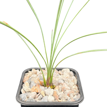 Dasylirion longissimum (Mexican Grass Tree)