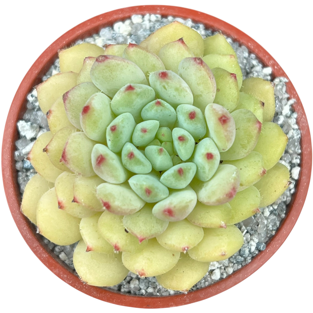 Echeveria 'Galaxy Starlet'