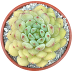 Echeveria 'Galaxy Starlet'