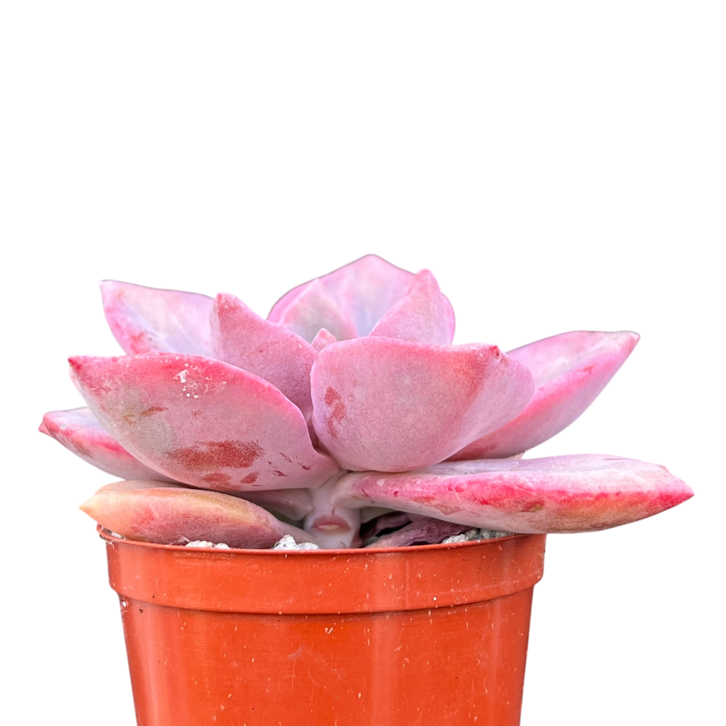 x Graptoveria 'Mrs Richards'