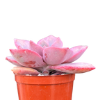 x Graptoveria 'Mrs Richards'