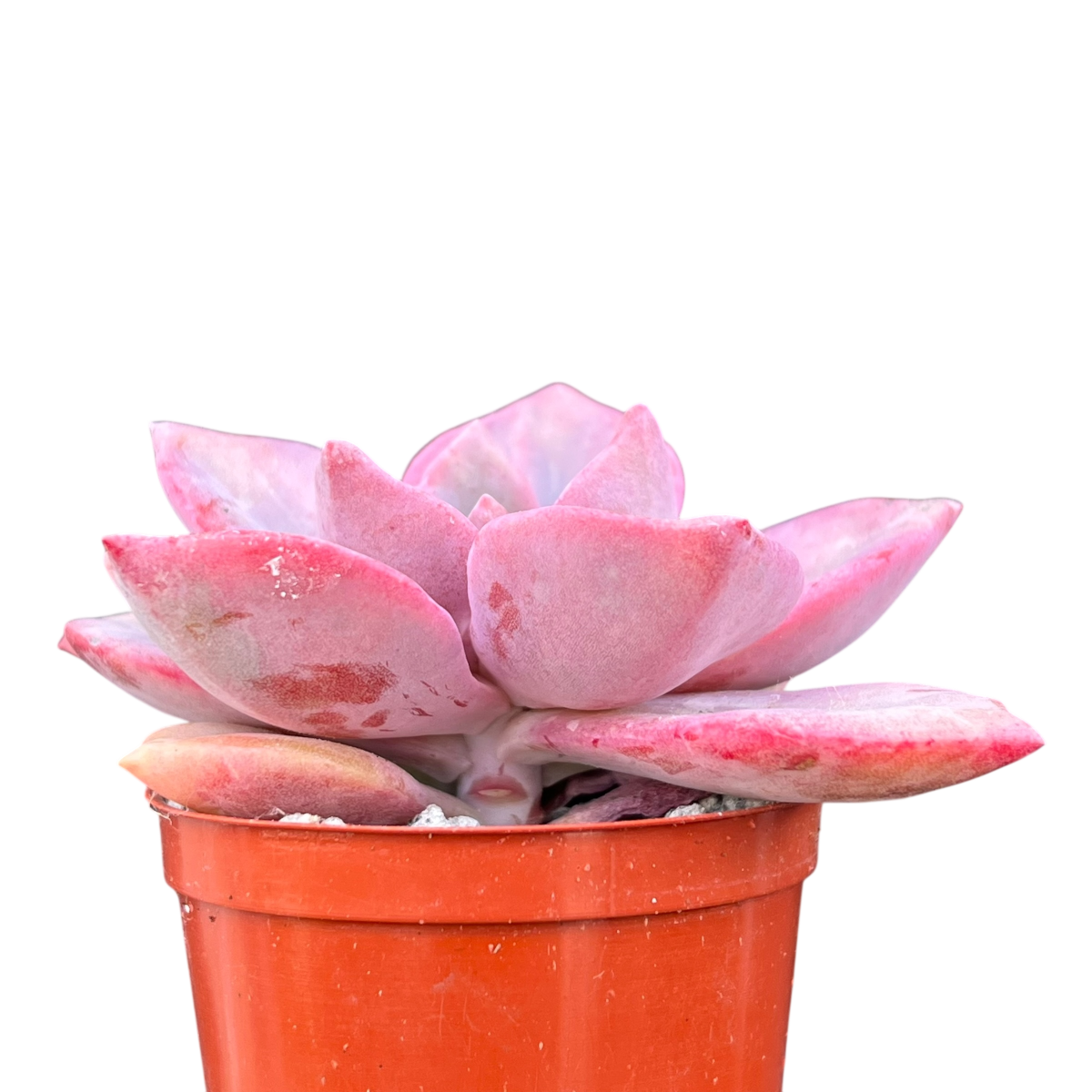 x Graptoveria 'Mrs Richards'