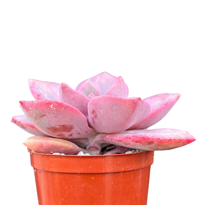 x Graptoveria 'Mrs Richards'