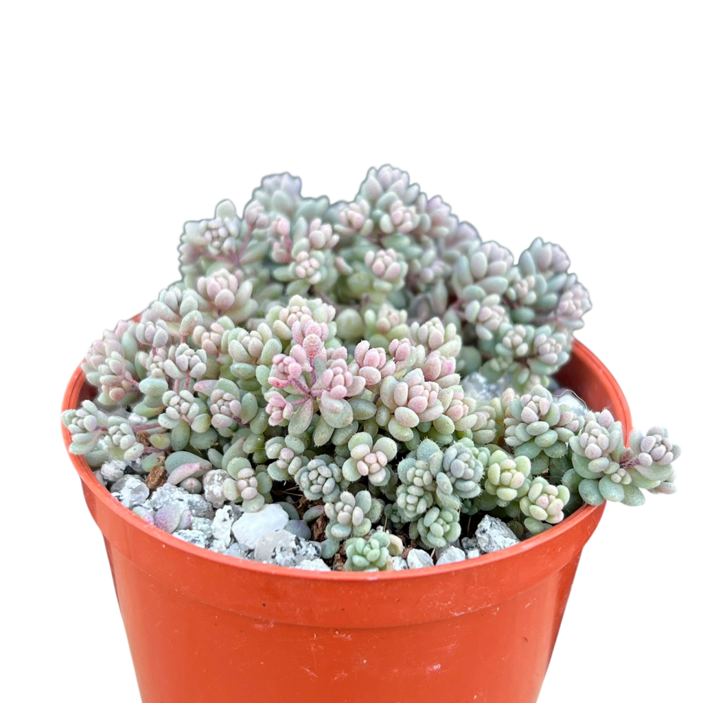 Sedum dasyphyllum minor