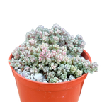 Sedum dasyphyllum minor