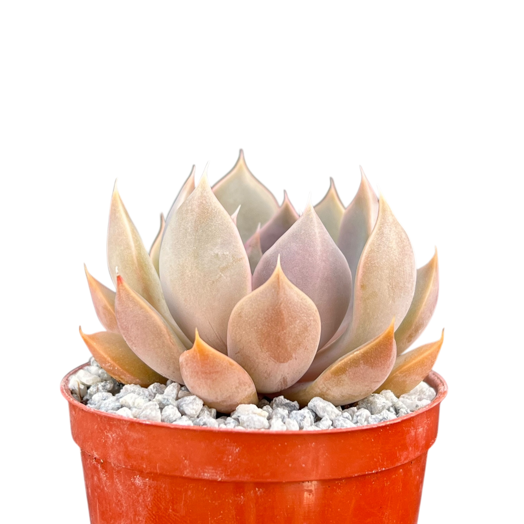 Echeveria 'Mensa'