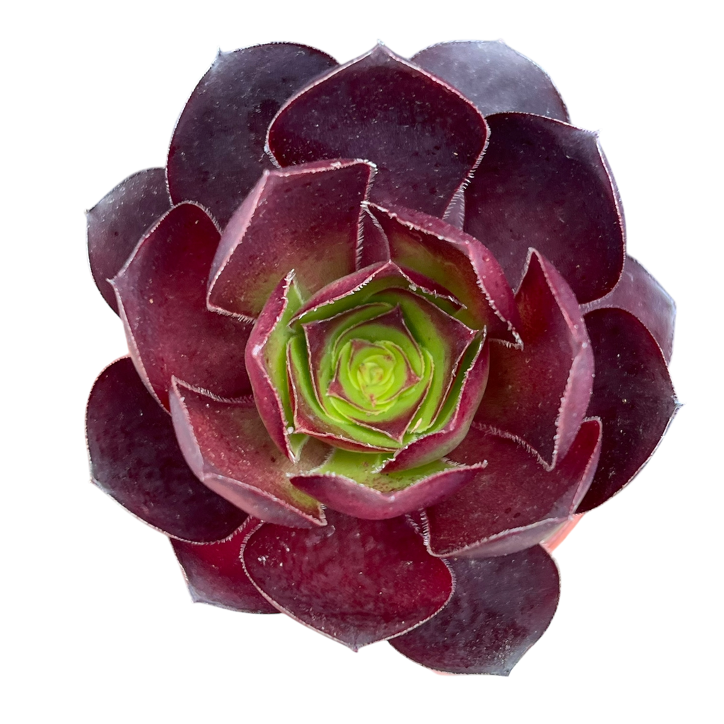 Aeonium 'Cornish Rose'