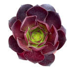 Aeonium 'Cornish Rose'