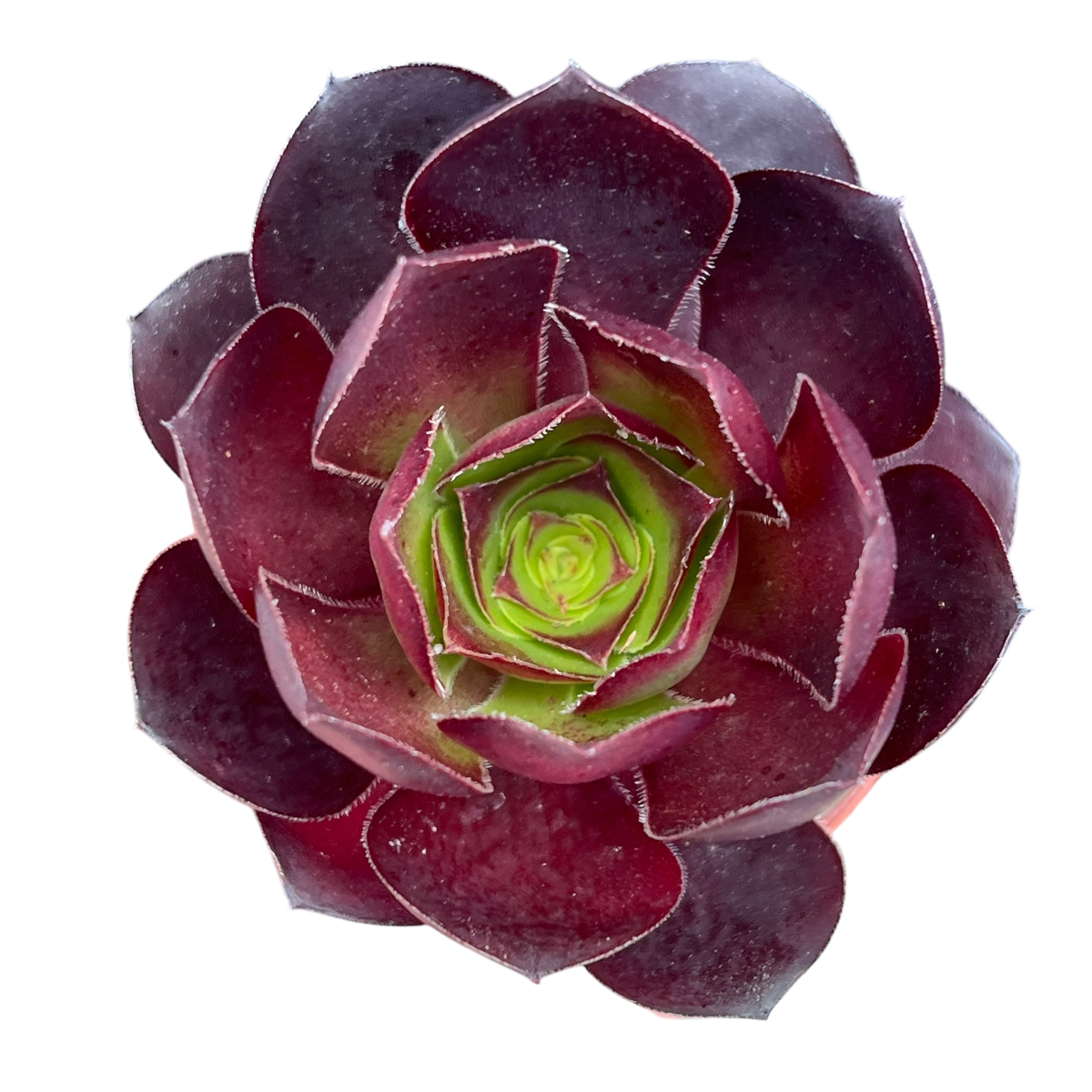 Aeonium 'Cornish Rose'