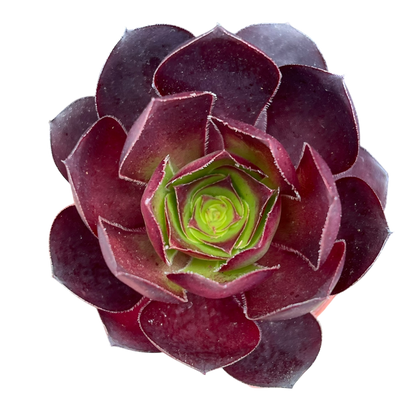 Aeonium 'Cornish Rose'