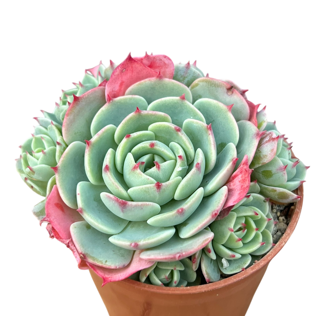 エケベリア・セダム 資料とCDセット エケベリアセダム13種類セット カット苗 多肉植物 - メルカリ